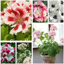 100 Pcs 24 Colors Univalve Geranium Seeds Belgium Pelargonium Peltatum Flower Bonzai Potted Plant for Indoor Rooms Garden DIY