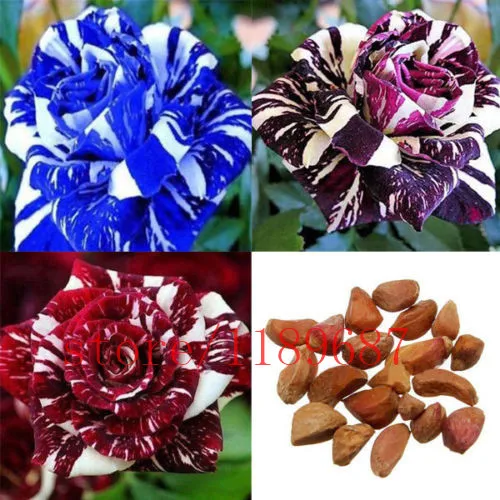 100 pcs/bag rose seeds,rose flower seeds,mix colour,rare bonsai flower