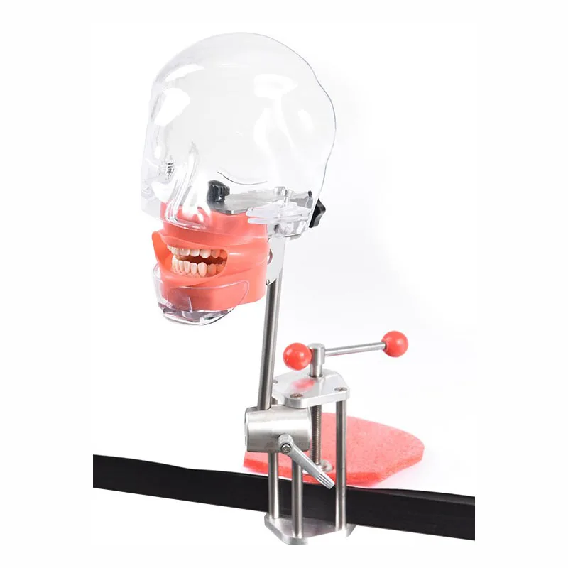 

Dental Head Model Dental Teaching Model Dental Practice Simple Head Model