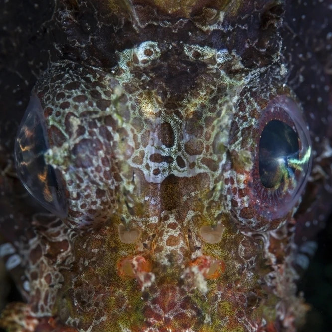 The eyes of a shortfin lionfish Poster Print (34 x 22)