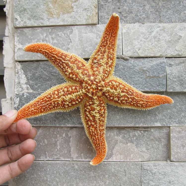 

Primary Spines Pentagonal Starfish Natural Shell Conch Mediterranean Home Decoration Wall Sticker Micro-landscape Gifts Props