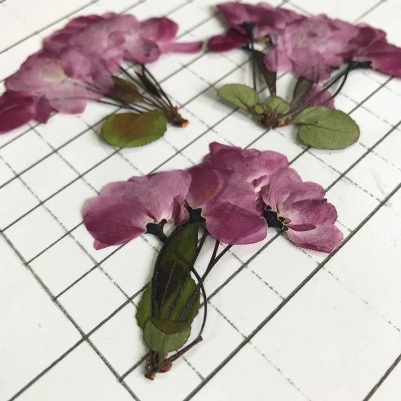 

Natural Color Cherry on Stems Pressed Dried Flower For DIY Decoration Free Shipment 60 Pcs