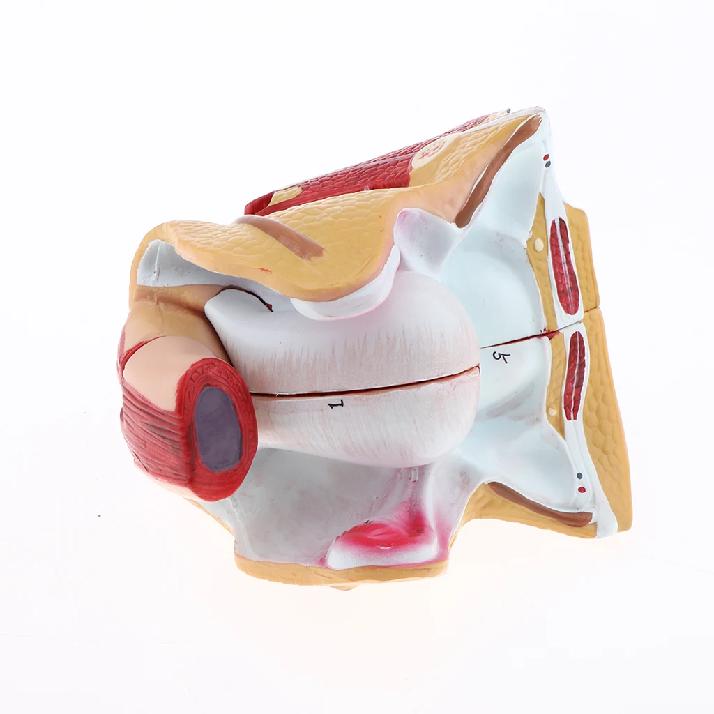 1:1 Female Uterus Ovary Genital Model - Human Reproductive Organ Anatomical Model with Base for Science Learning School Lab Accs