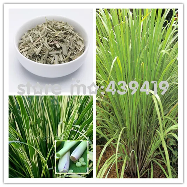 11 11 On Sale 500pcs Bag East India C Flexuosus Lemon Grass