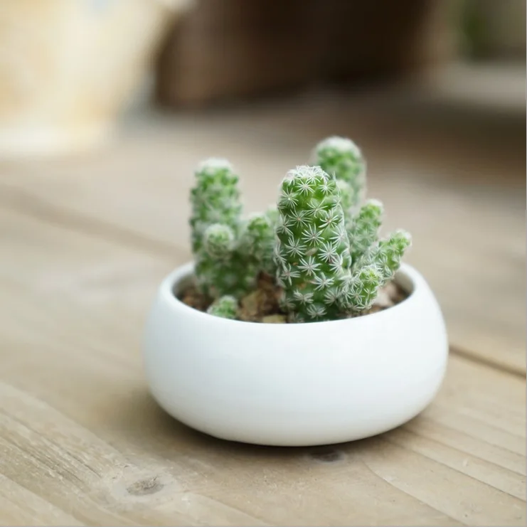 Piccolo vasi da fiori in ceramica acquista a poco prezzo piccolo ... Vasi da interno in ceramica