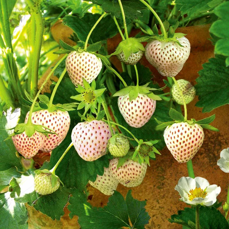 Seeds fruit Strawberry Snow White Heirloom Ukraine 0.05 grams