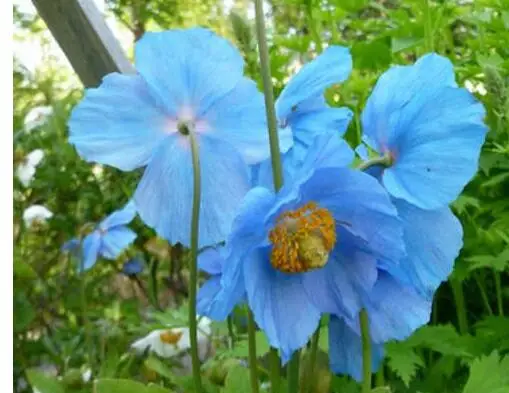 

20000Pcs A Set Corn Iceland Poppy Papaver