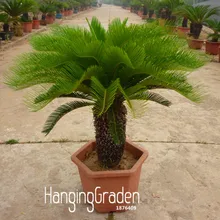 Лидер продаж! Cycas завод бонсай цветочные растения в горшках для DIY домашний сад предметы домашнего обихода 50 шт./лот Cycas flores,# D2XTR7