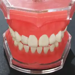 Студентов стоматологических зуба Практика Модель Стоматологическая Исследование Преподавание Модель с деснами зубные учебных пособий