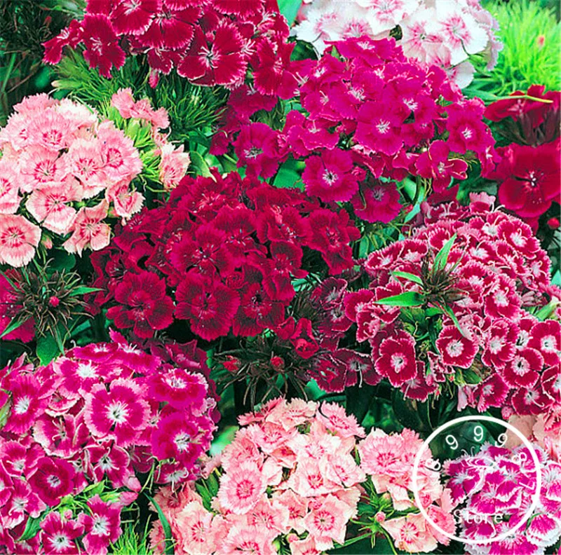 100 шт. A Pack Loss Promotion! оптом сладкий Уильям бонсай-редкий цвет удивительные красивые DIY Цветы для дома, сада