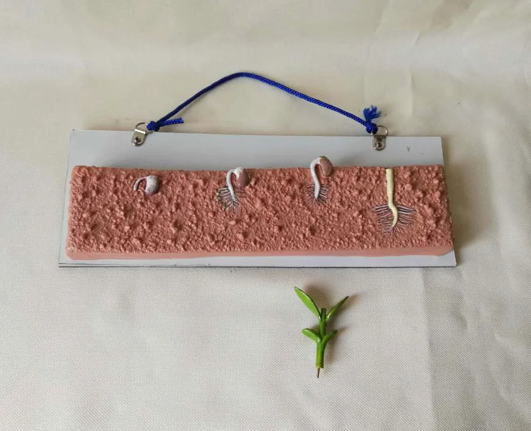 Bean Seed Anatomical Model Plant Anatomy School Biology Teaching Aids Growth Process Learning |