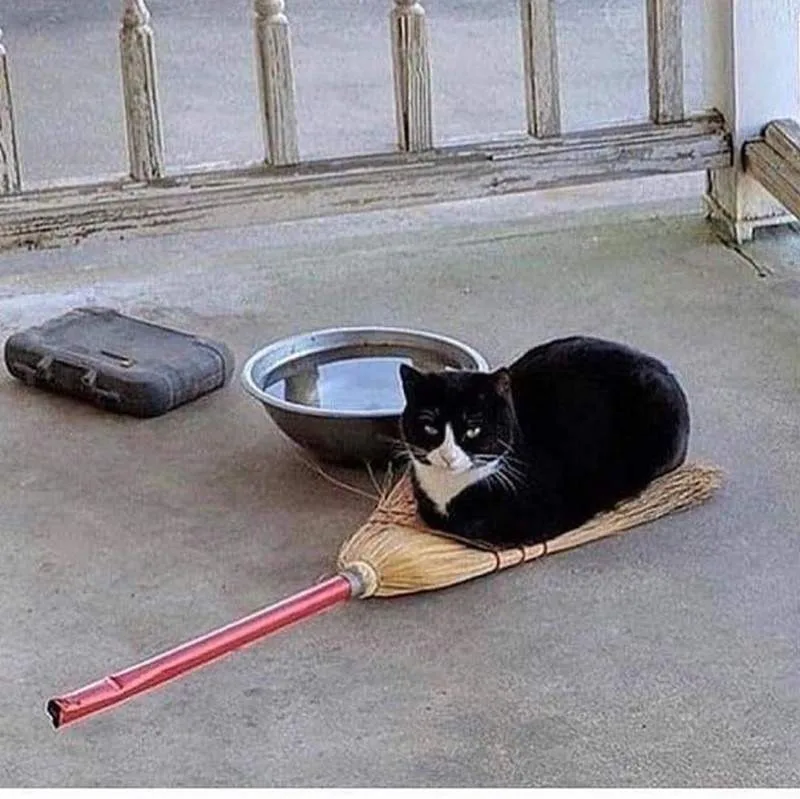 这都是什么神奇的猫?画师二次元化各种有趣猫图 八卦杂谈 模玩萌物 |趣动漫 这都是什么神奇的猫?画师二次元化各种有趣猫图- 趣动漫