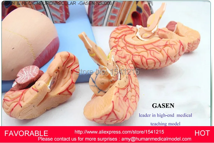 

MUSCLE NERVE ANATOMICAL,HEAD AND NECK WITH VESSELS,NERVES AND BRAIN(MEDICAL ,ANATOMICAL MODEL),HEAD AND NECK MODEL-GASEN-NSJ006