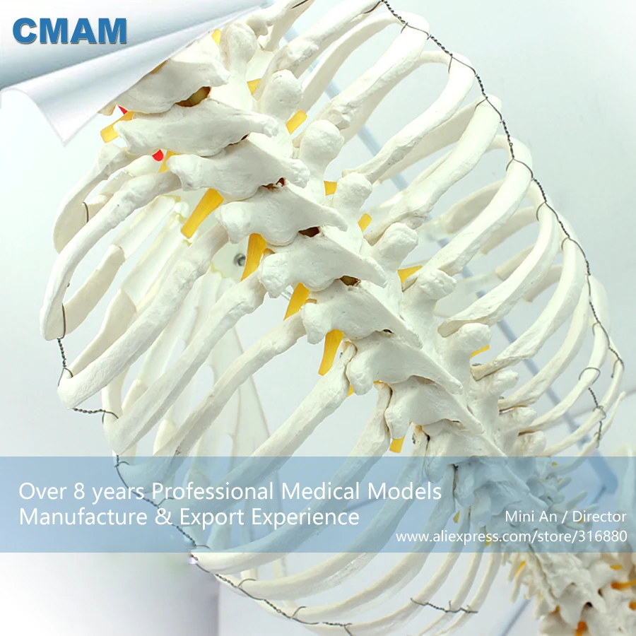 12380/модель скелета человека с половинным бедром, медицинская научная образовательная учебная анатомическая модель