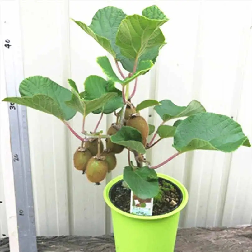 

Kiwi Fruit plants Mini Kiwi fruit bonsai flower planting delicious kiwi Vegetable home garden 50pcs