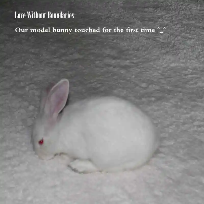 WHITE SNOW CARPET (2)