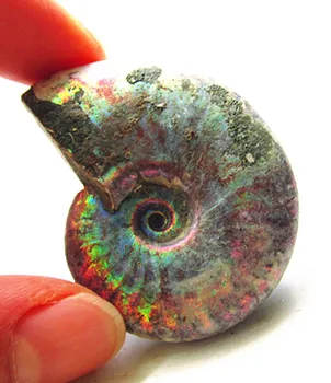 

Madagascar natural original seven color conch.Perfect yuhua lucky color conch.