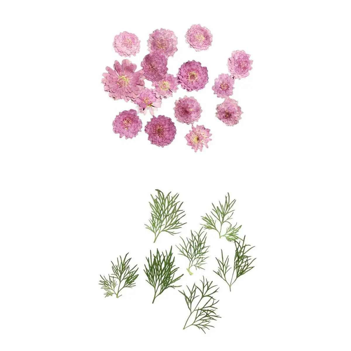 20x Pressed Dried Natural Flower Dry Leaves for DIY Crafts Bookmark Cards