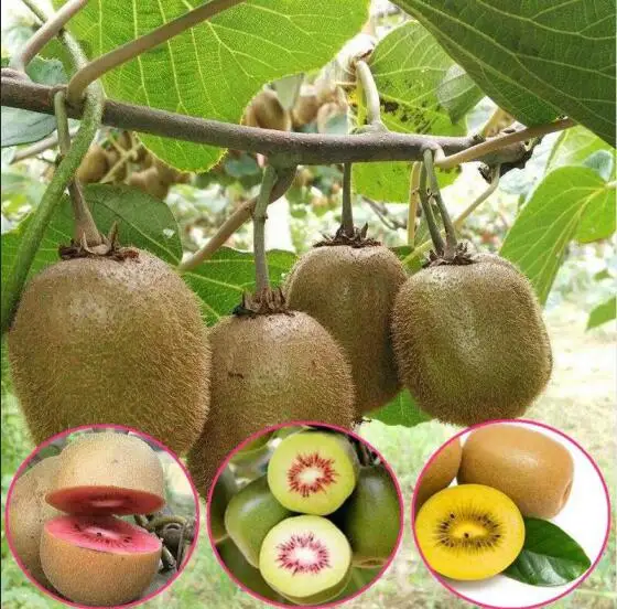 The king of fruits kiwi bonsai pot kiwi fruit bonsai big year results