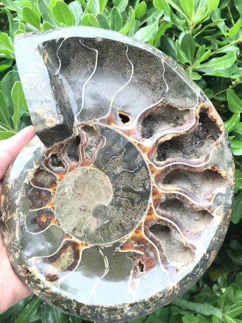 Cheap 1038g NATURAL Conch fossil Crystal CRYSTAL carving ashtray  copper