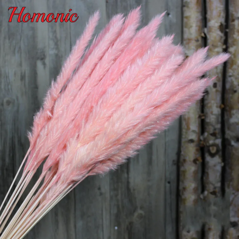 Beli 15 Pcs Banyak Alami Bunga Kering Reed Tumbuhan Alami Dekorasi untuk Pesta Rumah Pernikahan Dekorasi DIY Bunga Buket Harga 15 Pcs Banyak Alami Bunga Kering Reed Tumbuhan Alami Dekorasi untuk Pesta Rumah Pernikahan Dekorasi DIY Bunga Buket
