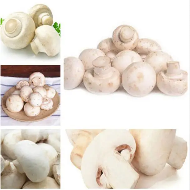 

Big Sale 200 Pcs Delicious White Mushroom bonsai Funny Succulent Plant Ornamental Vegetable Plants Mushroom For Happy Farm