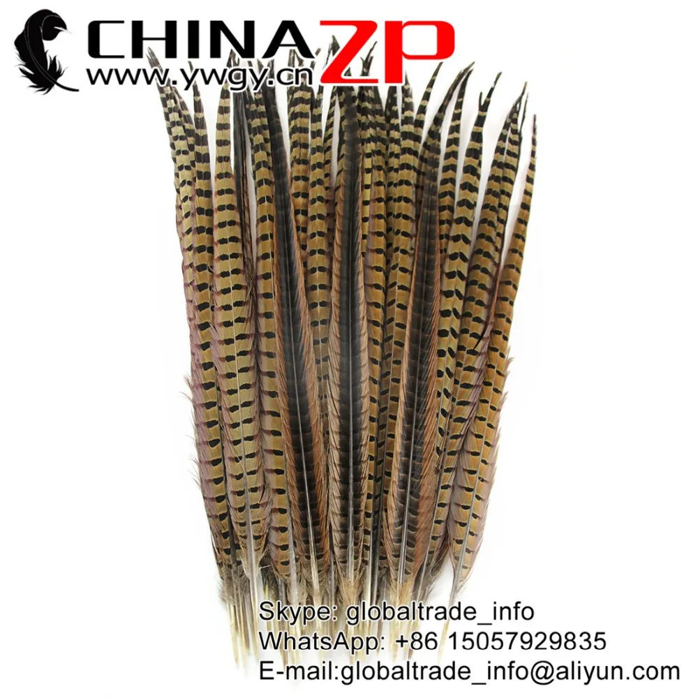 ringneck pheasant feathers (2)