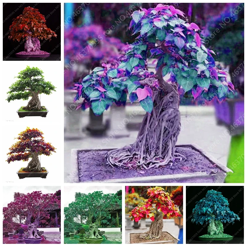 

10 pcs Imported Bodhi Tree Religiosa Potted Garden Moraceae Perennial Outdoor Sacred Fig Bonsai Semi-Evergreen Ficus Plant