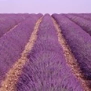 France  View of rows of blossoms in a field Poster Print (36 x 12)