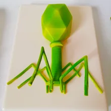 Phage модель вируса клетка субмикроскопическая структура научный