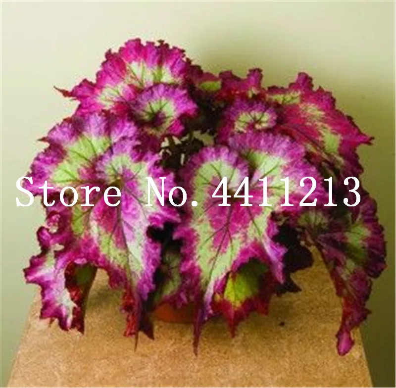 Sale! 50 Pcs Rare Exotic Color Begonia Bonsai Flower Indoor Potted