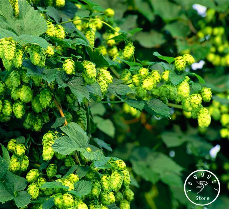 

Hot Sale!10/BAG HOPS * Humulus lupulus * bonsai * Brew Your OWN BEER Today * Returns Year After Year - Plants Form,#I3EBRF