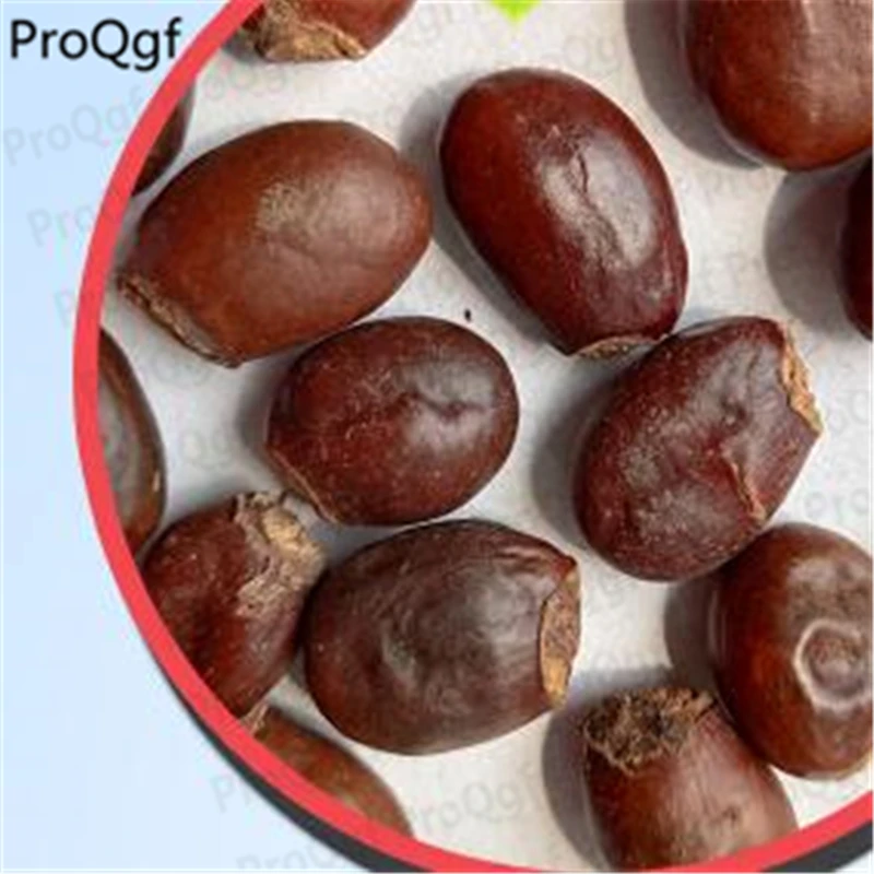

50Pcs A Set feizixiao Litchi Fruit Lychee Li Zhi