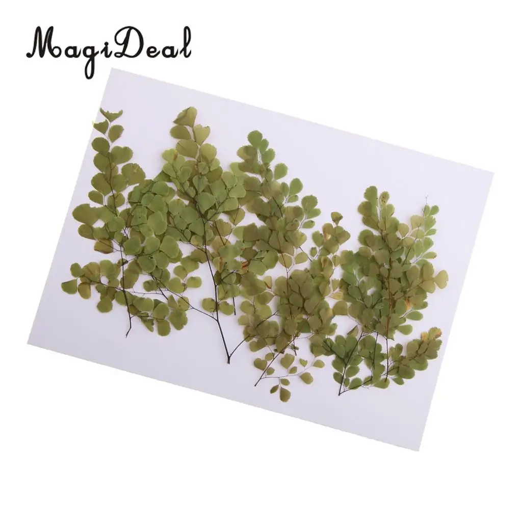 10pcs Natural Pressed Dried Flower Adiantum for DIY Arts Crafts Scrapbooking