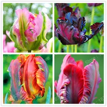 Акция, цветок тюльпана, редкий бонсай, Радужный попугай, цветок тюльпана, растения, смешанные цвета, многолетнее растение для дома и сада 100