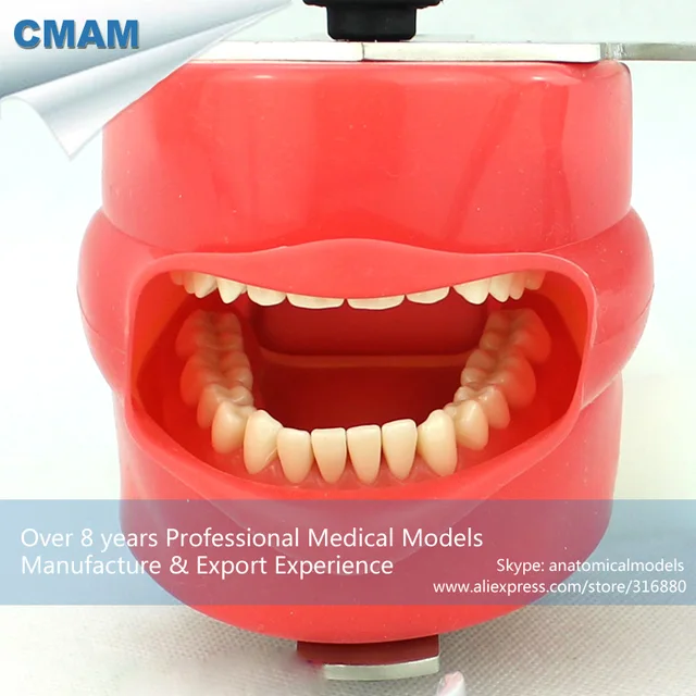 12560 CMAM DENTAL02 1 Easy Fixing Dental Phantom Head for Dentisty