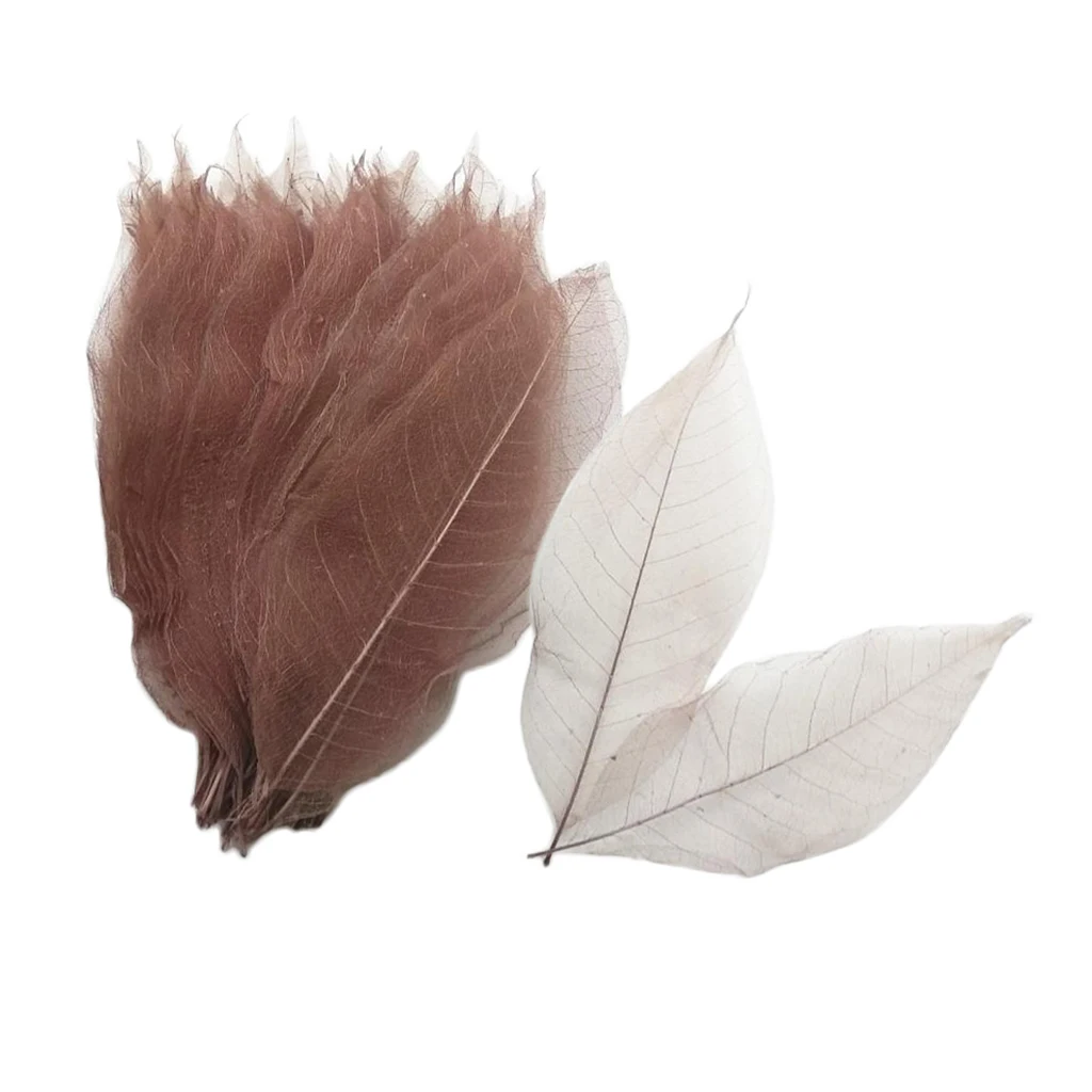 100 Pieces Natural Magnolia Skeleton Leaf Leaves Card Making Embellishment Scrapbook Photo Album Decoration DIY Craft