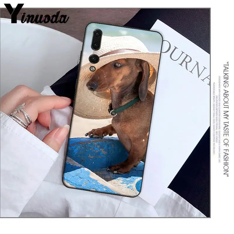 Animals Dogs Dachshund 