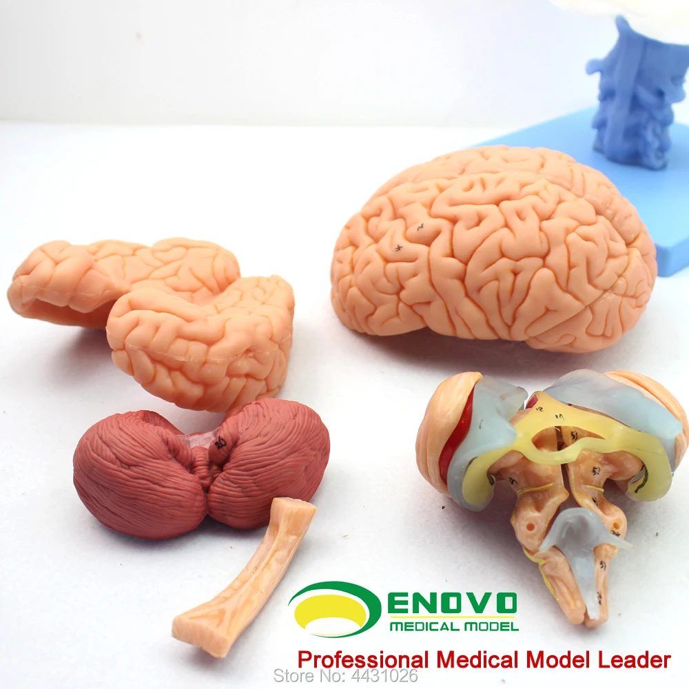 ENOVO модель мозжечка в мозг медицинский человека. Мозг