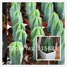 Кактус эхинопсис Tubiflora Myrtillocactus Geometrizans семена 20 шт. суккулентов для домашнего офиса балкон