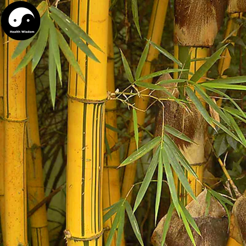 Kopen Golden Bamboe Boom Semente 100 stks Plant Bamboe Voor Bamboe Tuin