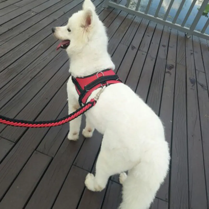 For pet dogs