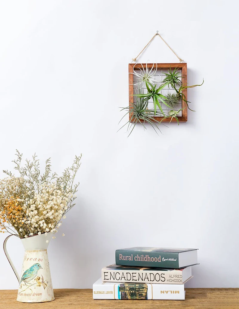 Best Air Plant Wall Display for Small Space
