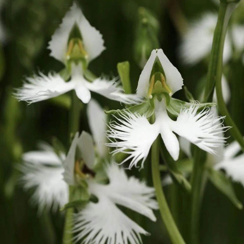 Hot World S Rare Flowers Anese Radiata Seeds For Garden Hot World S Rare Flowers Anese Radiata Seeds For Garden Home Planting White Egret Flower 50 Pcs In Bonsai From On
