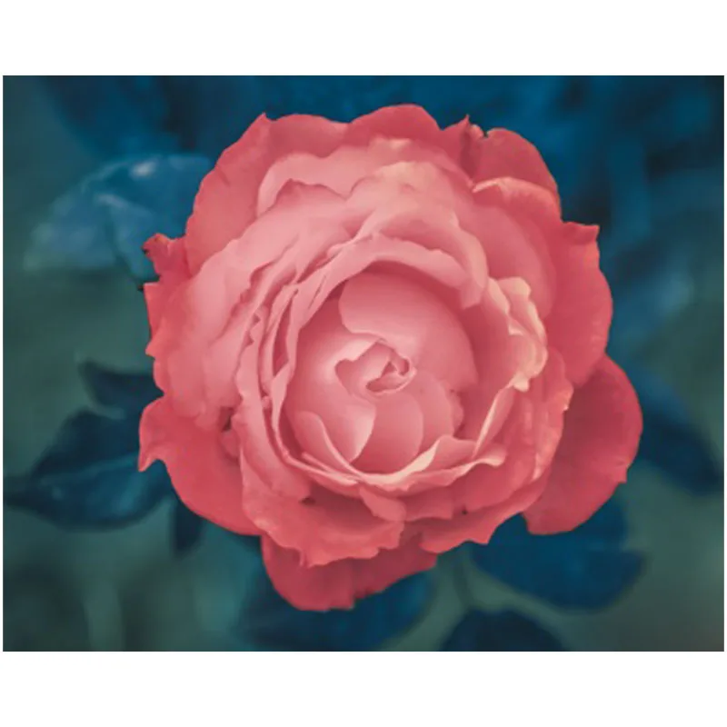 rose_gone_pink________-t2