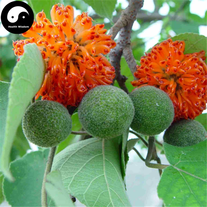 

Buy Paper Mulberry Tree Semente 30pcs Plant Broussonetia Papyrifera For Gou Shu