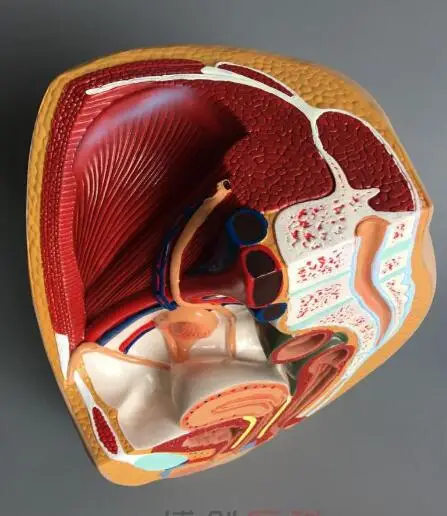 Женская модель таза женские мочевые образцы вентральный Сагиттальный разрез анатомии человека