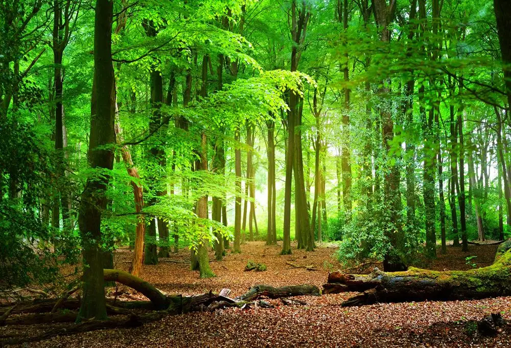spring theme backdrop children newborns green forest tree shine background natural scenery imitation outdoor photography xt-6607