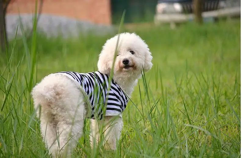 F04 собака рубашка в полоску летняя одежда для собак Симпатичные собак Одежда для мелких животных Одежда с принтом в виде собак Новинка код