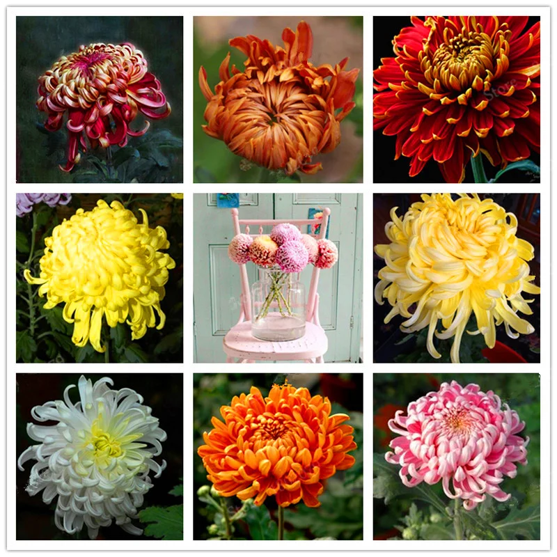 Chinese Chrysanthemum Perennial Flower Indoor Bonsai Plants Home Garden